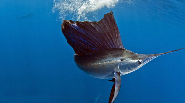 墨西哥附近海底旗鱼捕食沙丁鱼群