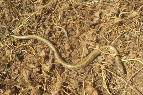 澳洲发现大量珍稀“条纹无腿蜥蜴”