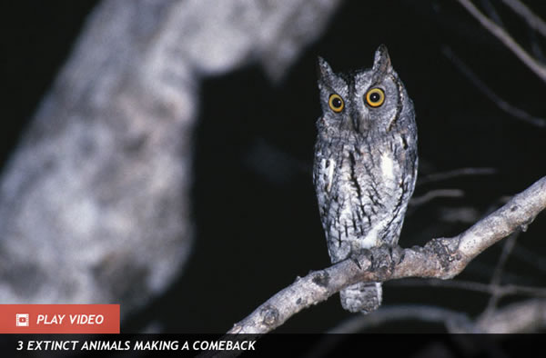 New Hooter From the Past Found Fossilized