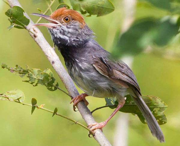柬埔寨首都金边建筑工地发现新物种——柬埔寨缝叶莺Orthotomus chaktomuk