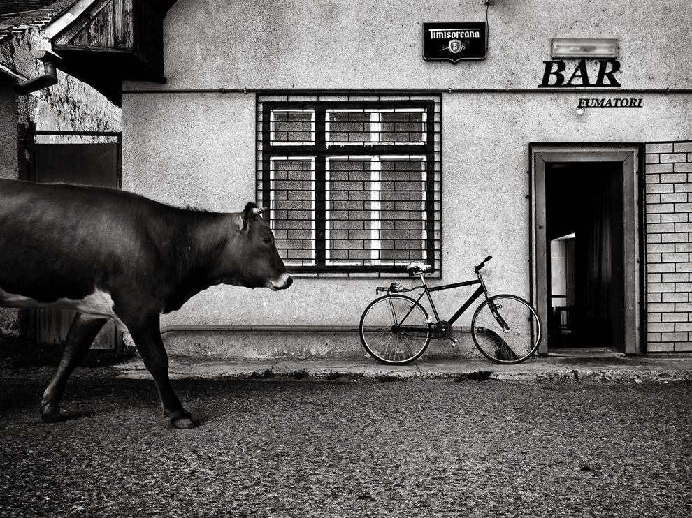 �������Ǵ�ׯţȺ