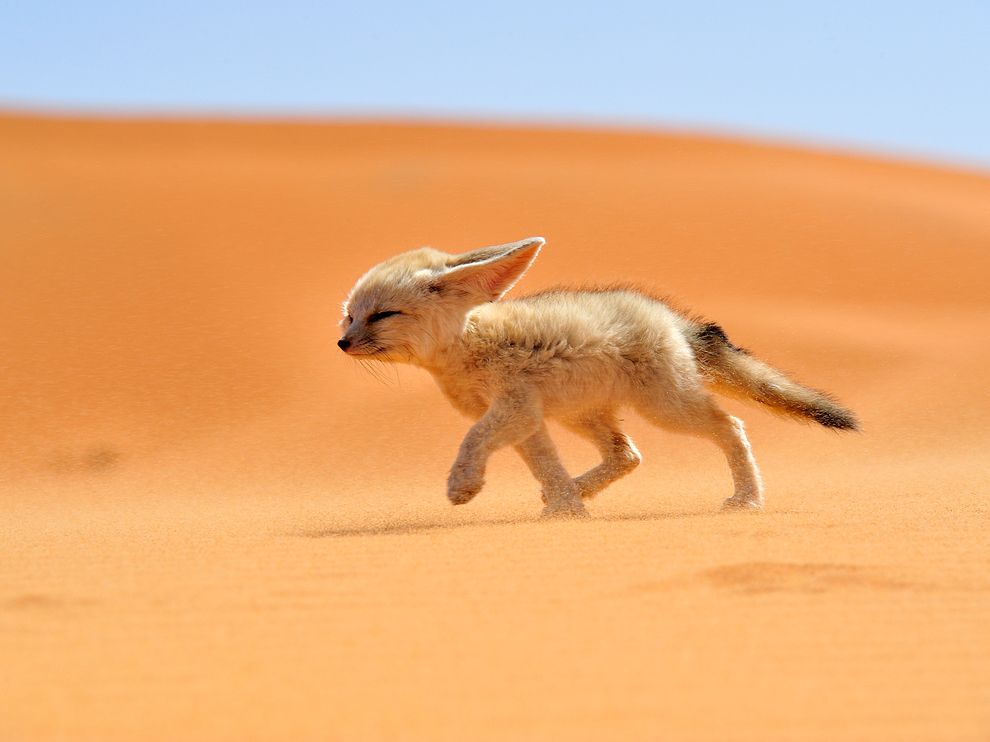 沙漠耳廓狐