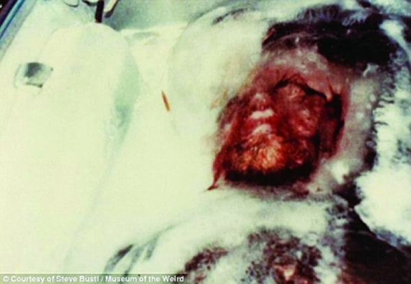 美国“怪异博物馆”提供的“明尼苏达雪怪”照片