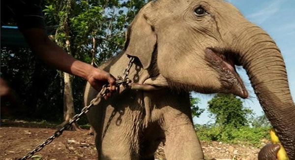 印尼广种棕榈破坏森林致人象开战