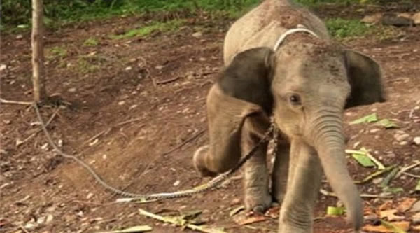 印尼广种棕榈破坏森林致人象开战