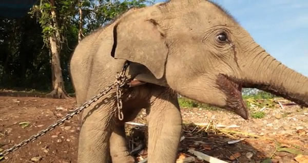 印尼广种棕榈破坏森林致人象开战