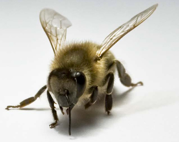 �۷���Եķֹ�