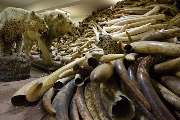 A strong room underneath the Kenya Wildlife Service headquarters holds confiscat