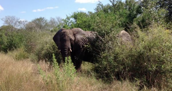 南非愤怒大象砸碎车窗