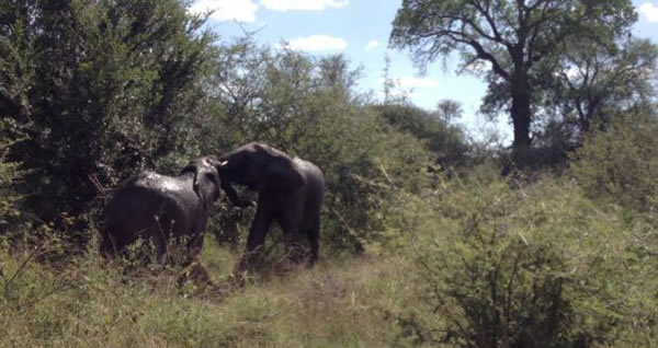 南非愤怒大象砸碎车窗