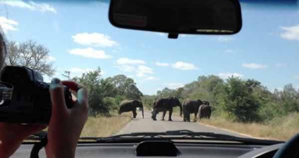 南非愤怒大象砸碎车窗