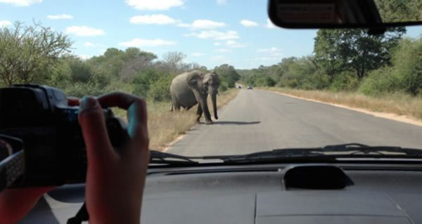 南非愤怒大象砸碎车窗