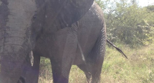 南非愤怒大象砸碎车窗