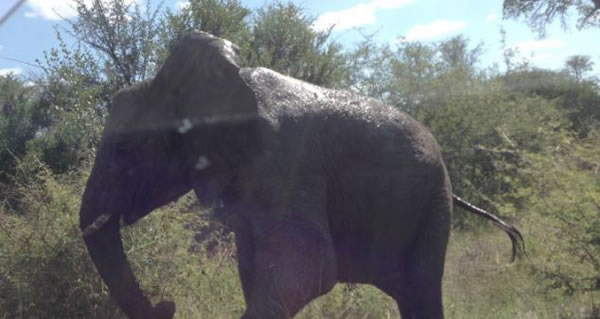南非愤怒大象砸碎车窗