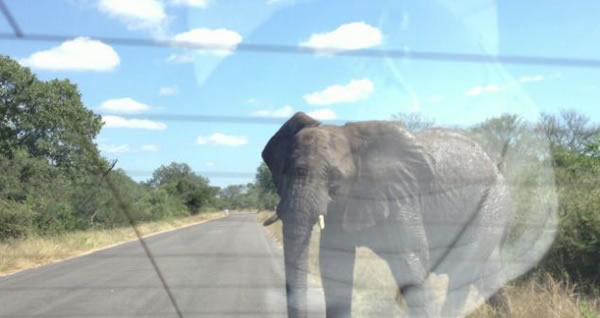 南非愤怒大象砸碎车窗