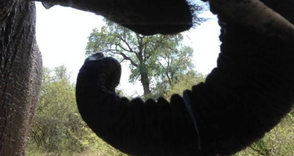 南非愤怒大象砸碎车窗