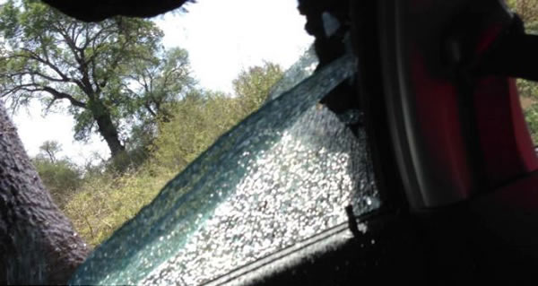 南非愤怒大象砸碎车窗