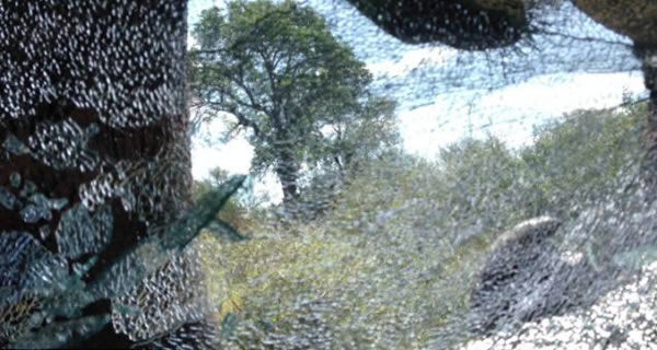 南非愤怒大象砸碎车窗