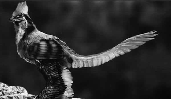 ֣����͢������ԭͼ��