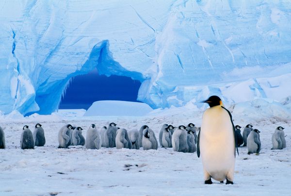 An emperor penguin is seen with a group of chicks in Antarctica.