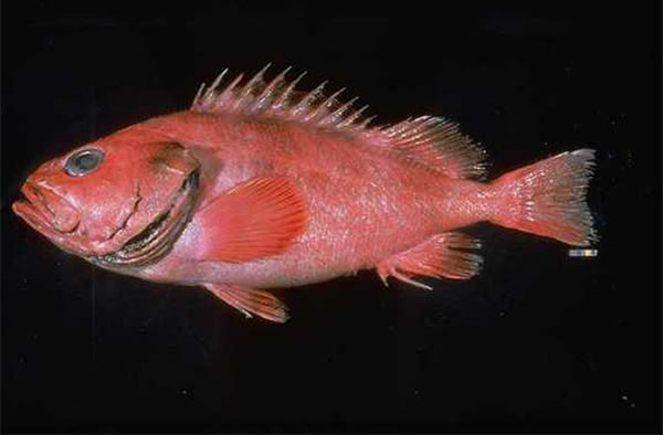The shortraker rockfish (Sebastes borealis) is found in deep waters of the North
