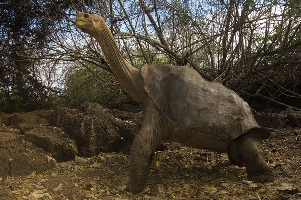 A photo of Lonesome George, the last surviving tortoise of his species.