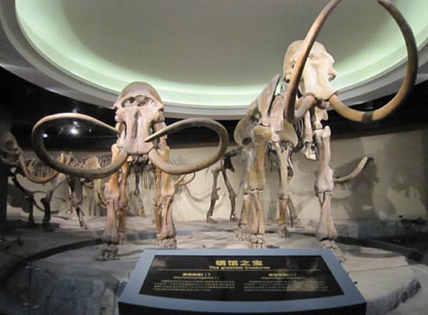 大庆博物馆的“镇馆之宝”-真猛犸象骨架化石