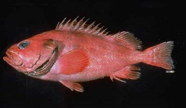 ����ѧ��һֱ��Ѱ�Ҷ��ﳤ��֮�գ�Ŀǰ��ٵĶ���Ϊ���������ĺ��׷��ָ��ද�����Ϊ400�����ң����η��ֵ�ʯ��������ﵽ200������