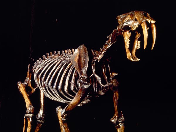 A skeleton of Smilodon fatalis, an extinct sabertooth cat, modeled after fossils