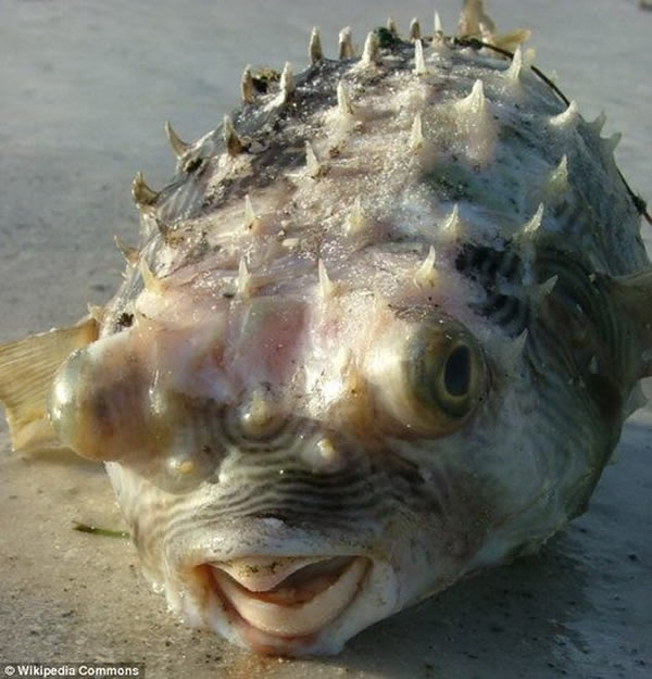 ������ʿ��Ϊ�ܿ����������ݽ������γ����ƺ�����״�ṹ���⽫����ǿ׳��ʵ�ã�Ȼ����Ҳָ����������һ��ʱ�����ʵ��