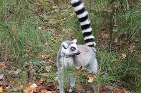 研究人员测试60只来自六个不同种的狐猴,发现生活在较大群体中的狐猴更灵敏地感知社交线索。