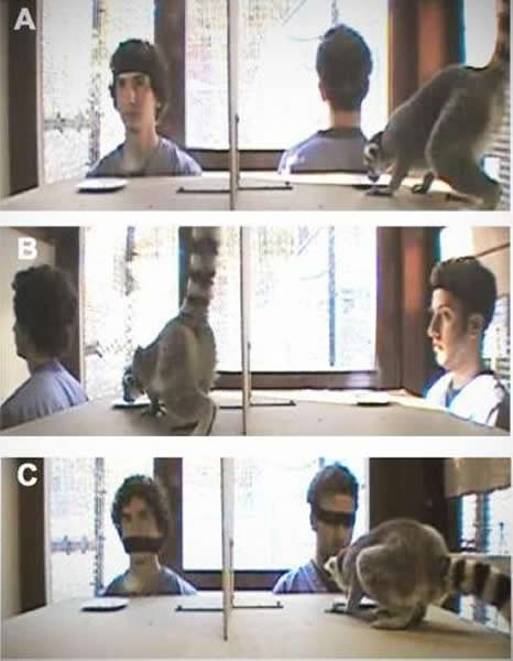 交际型狐猴更有“街头智慧”