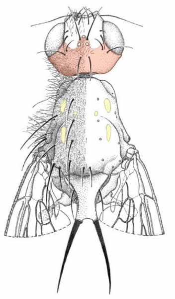 �¶������������Centrophlebomyia anthropophaga