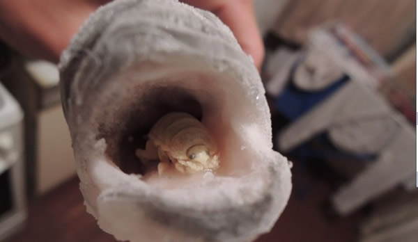 俄罗斯生物学家超市意外寻获罕见鱼舌寄生虫