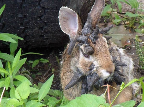 美国发现酷似传说中“鹿角兔”的野兔