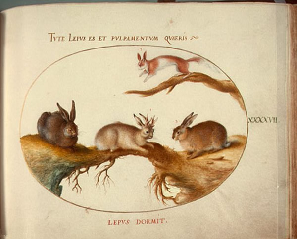 美国发现酷似传说中“鹿角兔”的野兔