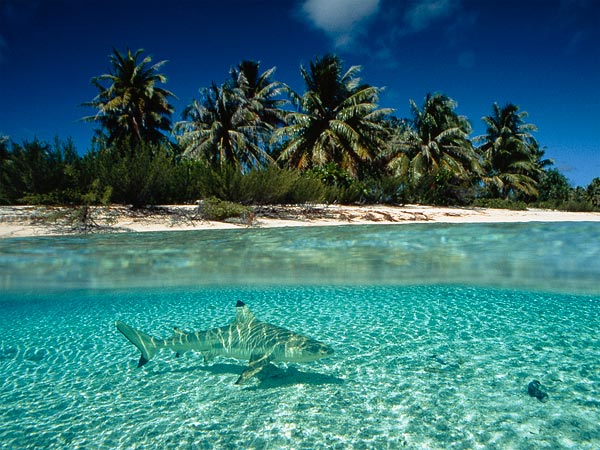 Sharks like this one off the coast of French Polynesia can give beach-goers a sc