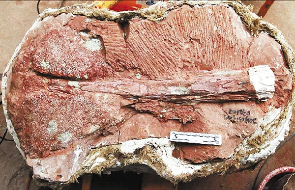 浙江省缙云首次出土恐龙头骨和尾锤化石