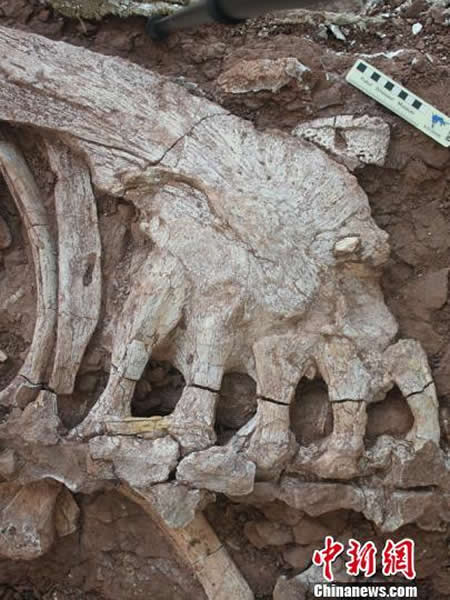 浙江发现恐龙头骨和甲龙尾锤化石