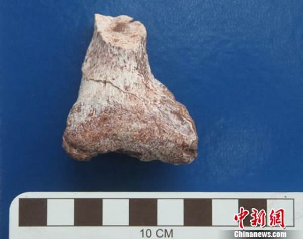 浙江发现恐龙头骨和甲龙尾锤化石