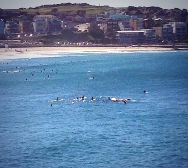 拿桨拍打鲸鱼的头,澳洲医生被撞昏