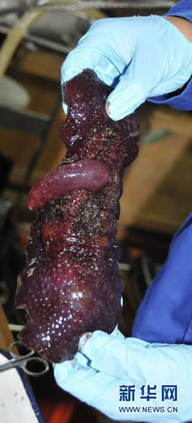 “蛟龙”号在南海海底采集到的黑红色海参