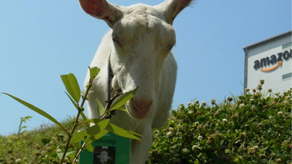 日本亚马逊聘山羊除草