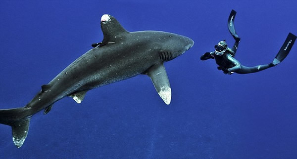 自然资源保护者与白鳍鲨在海中共舞