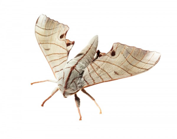 A hawkmoth. Photograph by Joris van Alphen, Nature Picture Library