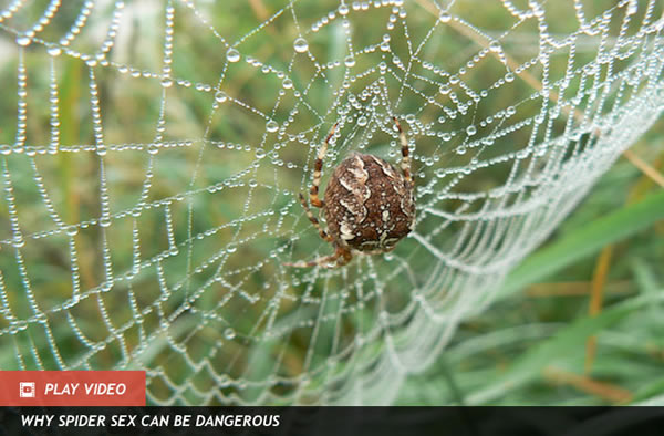 Spider Webs Capture Electrically Charged Prey
