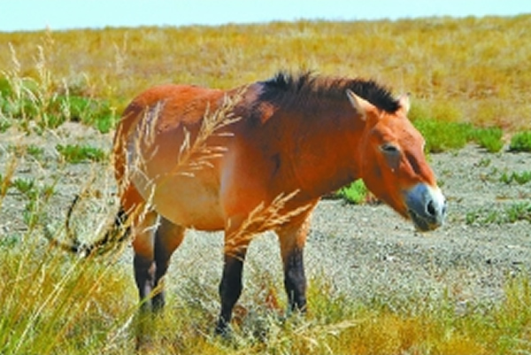 ����Ұ��