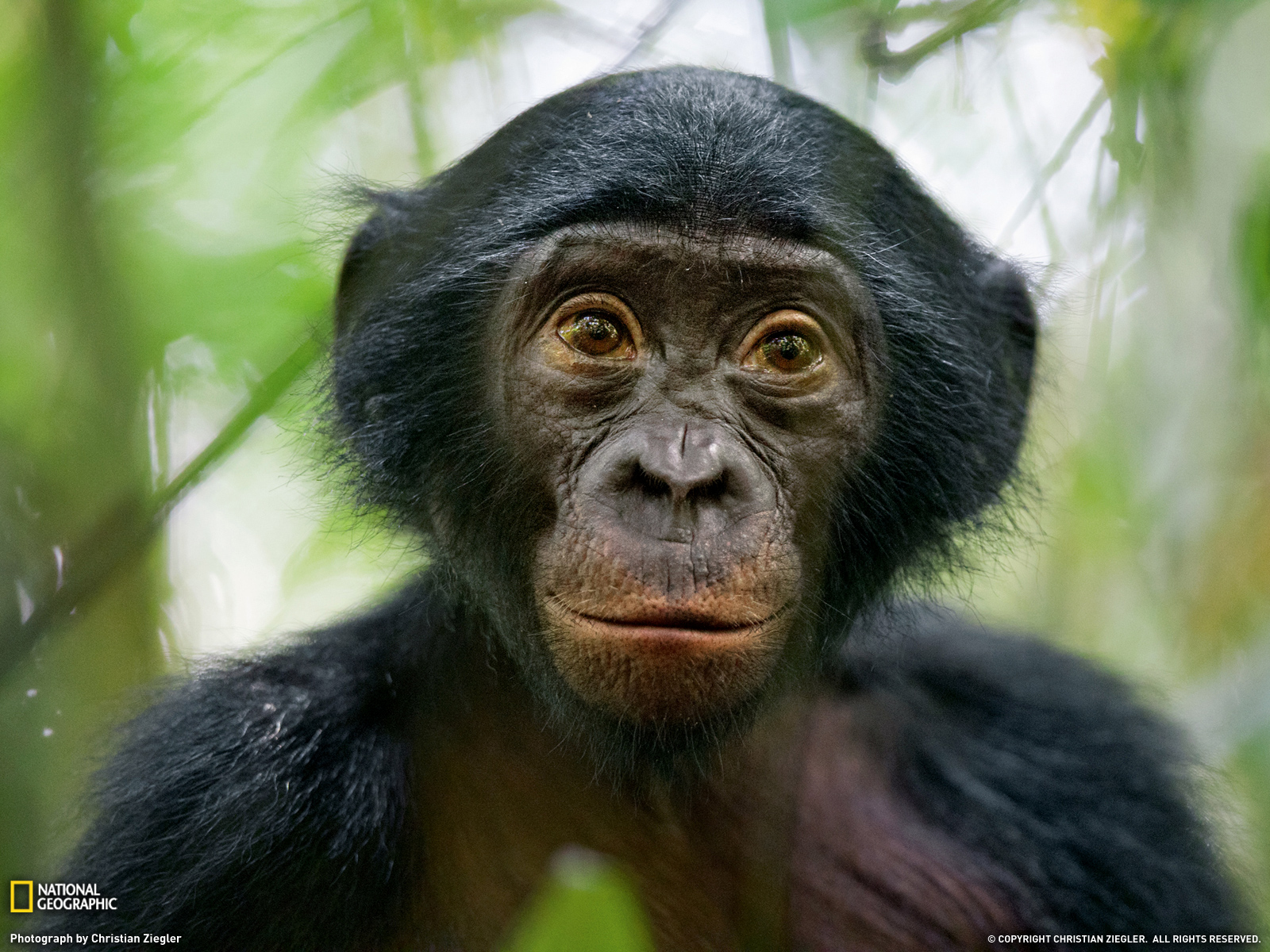 �չ��������͹����������ɱ������