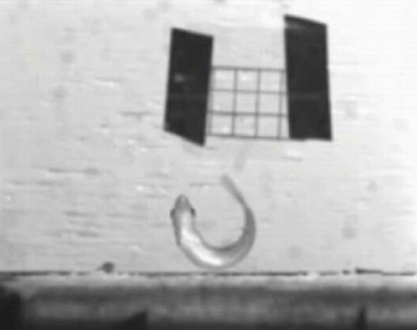 科学家发现红树溪鳉鱼能弹跳到陆地上生活两个月