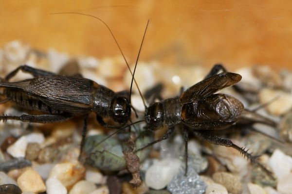 Two male spring field crickets engaged in a fight.